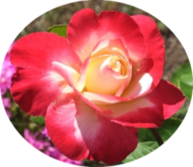 image-rose